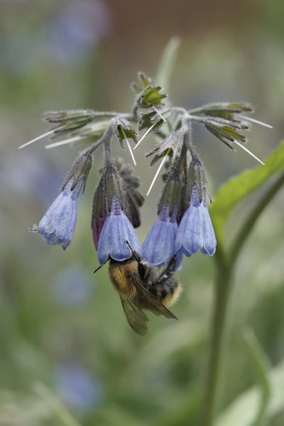 ABEILLE sur fleur de consoude du caucase. Jardin. JOËL LIEGARD